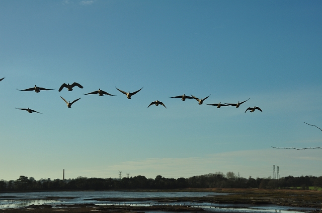 16 01 16_0597.JPG - CANADA GEESE - HOLES BAY, POOLE, DORSET - 16.1.16